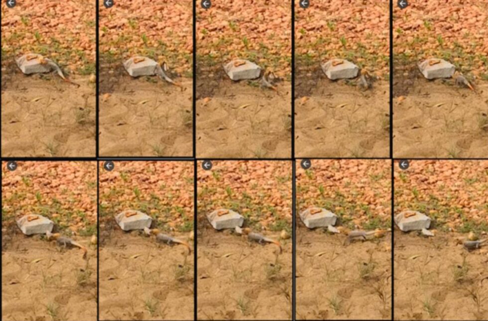 Победители Шнобелевской премии 2025 года - 8