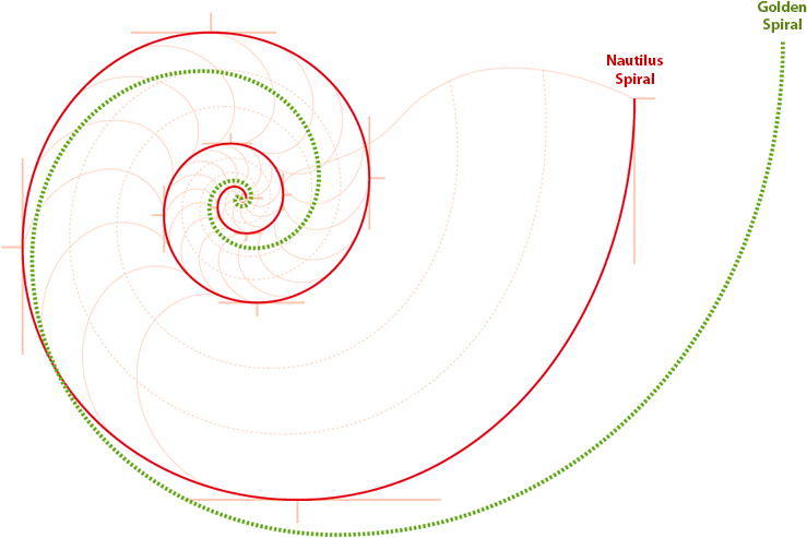 Спираль закрутки раковины наутилуса отклоняется от золотой спирали Фибоначчи