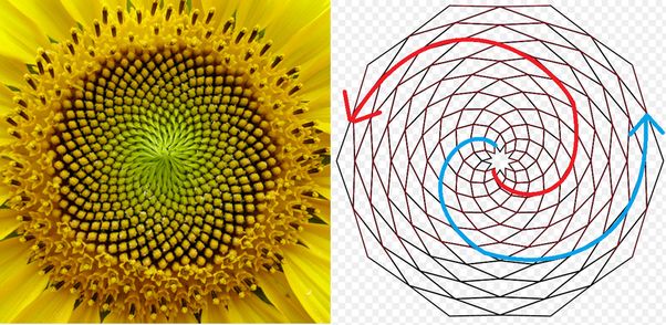 Золотое сечение – универсальная формула красоты и вселенской гармонии или маркетинговая уловка? - 26