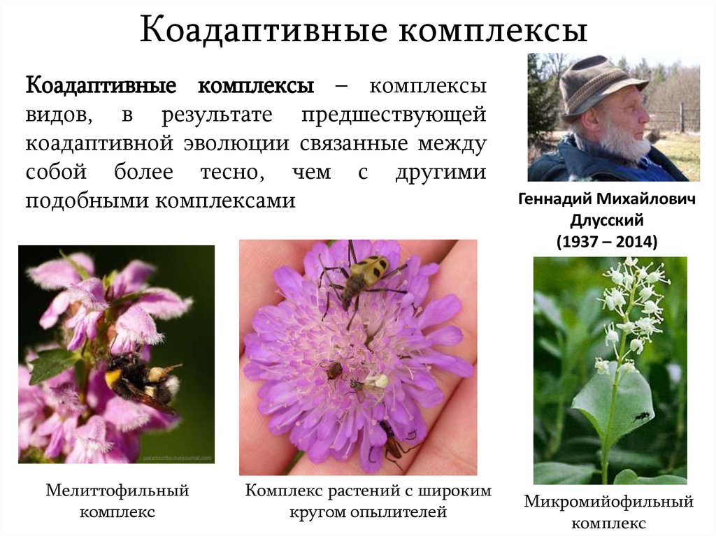 Золотое сечение – универсальная формула красоты и вселенской гармонии или маркетинговая уловка? - 32