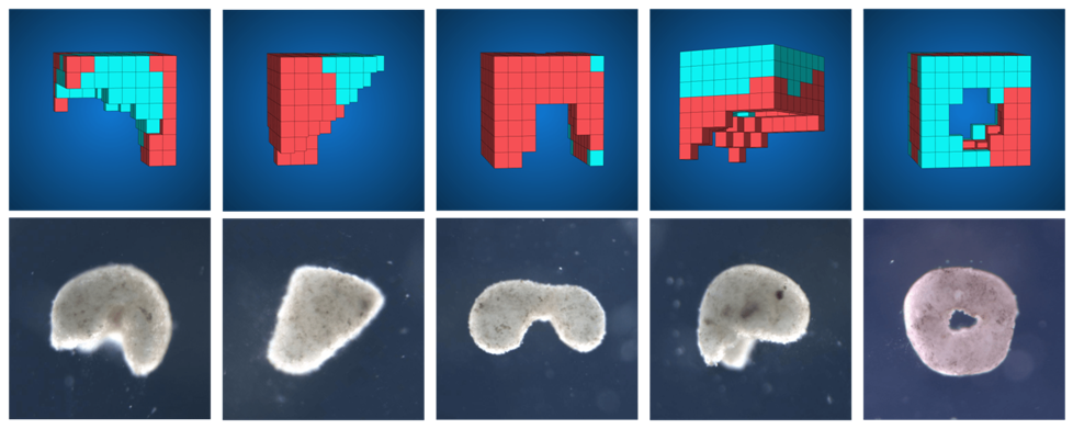 Ксеноботы: живой клеточный автомат или колония пакманов - 2 Ксеноботы: живой клеточный автомат или колония пакманов - 2