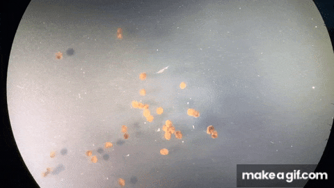 Ксеноботы: живой клеточный автомат или колония пакманов - 3 Ксеноботы: живой клеточный автомат или колония пакманов - 3