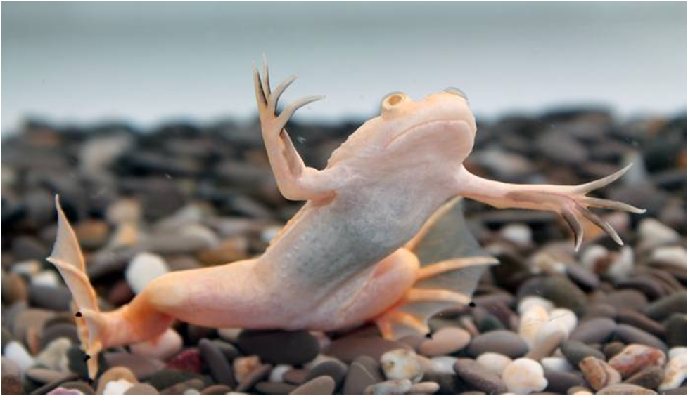 Ксеноботы: живой клеточный автомат или колония пакманов - 1 Ксеноботы: живой клеточный автомат или колония пакманов - 1