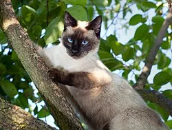 Код неравенства: как ИИ научился дискриминировать - 3