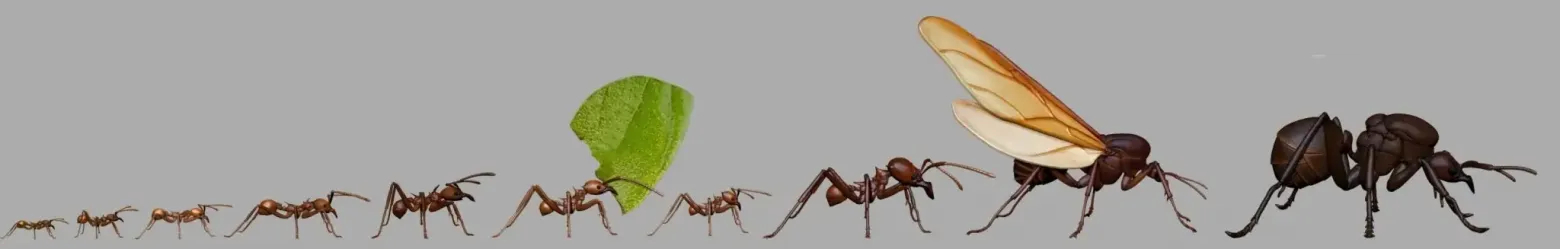 Морфологический диапазон Atta cephalotes. Картинка: Tierney Scarpa