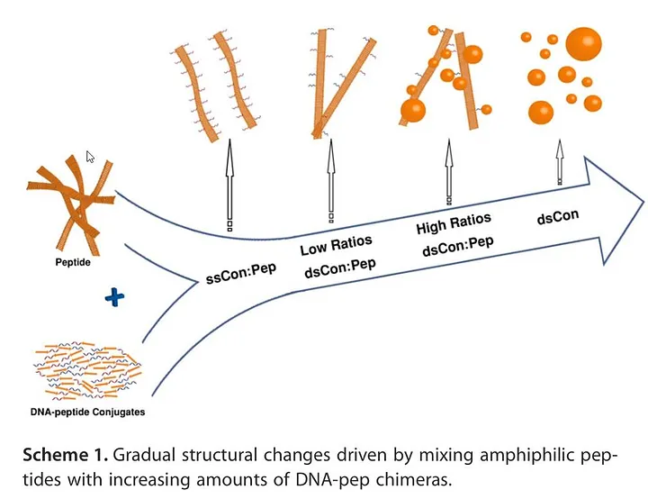 Если жизнь началась со случайного пептида, который мог метаболизировать питательные вещества/энергию из окружающей среды, репликация могла затем последовать из пептидно-нуклеиново-кислотной коэволюции