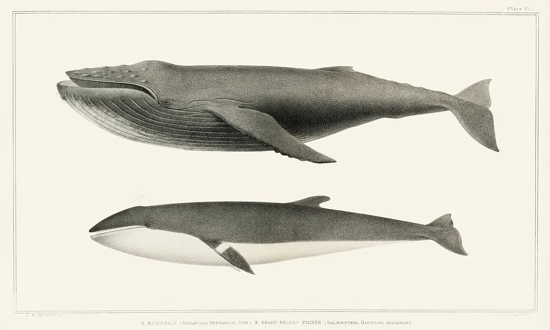 Сверху — горбатый кит. Из книги The Marine Mammals of the North-Western Coast of North America, Described and Illustrated; Together with an Account of the American Whale-Fishery (1874 г.)