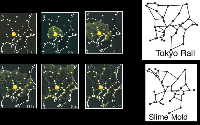 Некроботы, некропечать и еще 5 кейсов современной биомимикрии с элементами weird fiction - 7