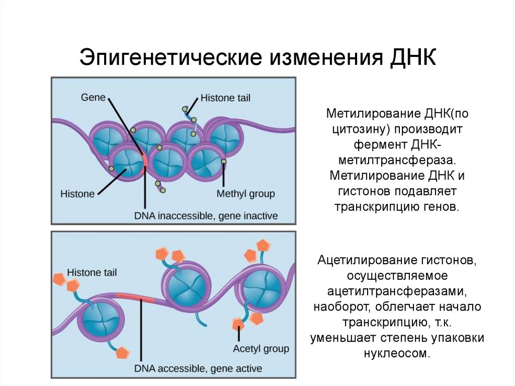Эволюция теории эволюции: неодарвинизм, СТЭ, эпигенетика. Теория Дарвина устарела? - 15