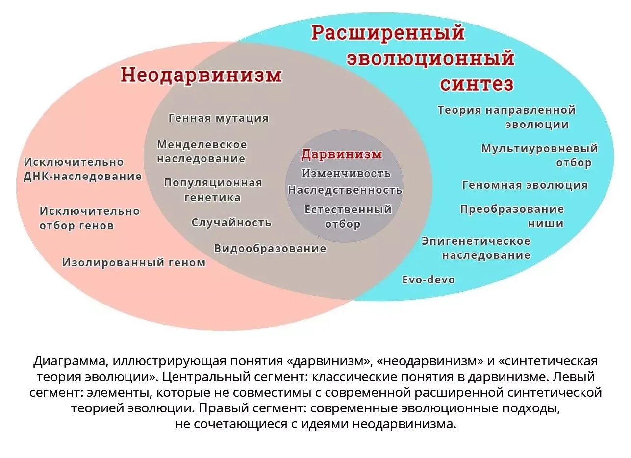 Эволюция теории эволюции: неодарвинизм, СТЭ, эпигенетика. Теория Дарвина устарела? - 17