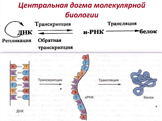 Эволюция теории эволюции: неодарвинизм, СТЭ, эпигенетика. Теория Дарвина устарела? - 7