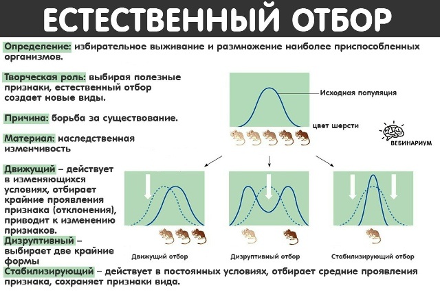 Эволюция теории эволюции: неодарвинизм, СТЭ, эпигенетика. Теория Дарвина устарела? - 9