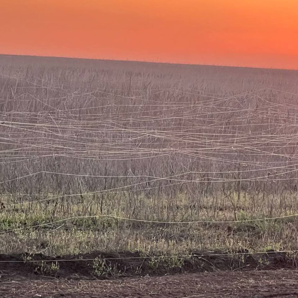 — Паутина особенно красива на закате. Солнце будто тонет в полях, в воздухе искрится оптоволокно.  