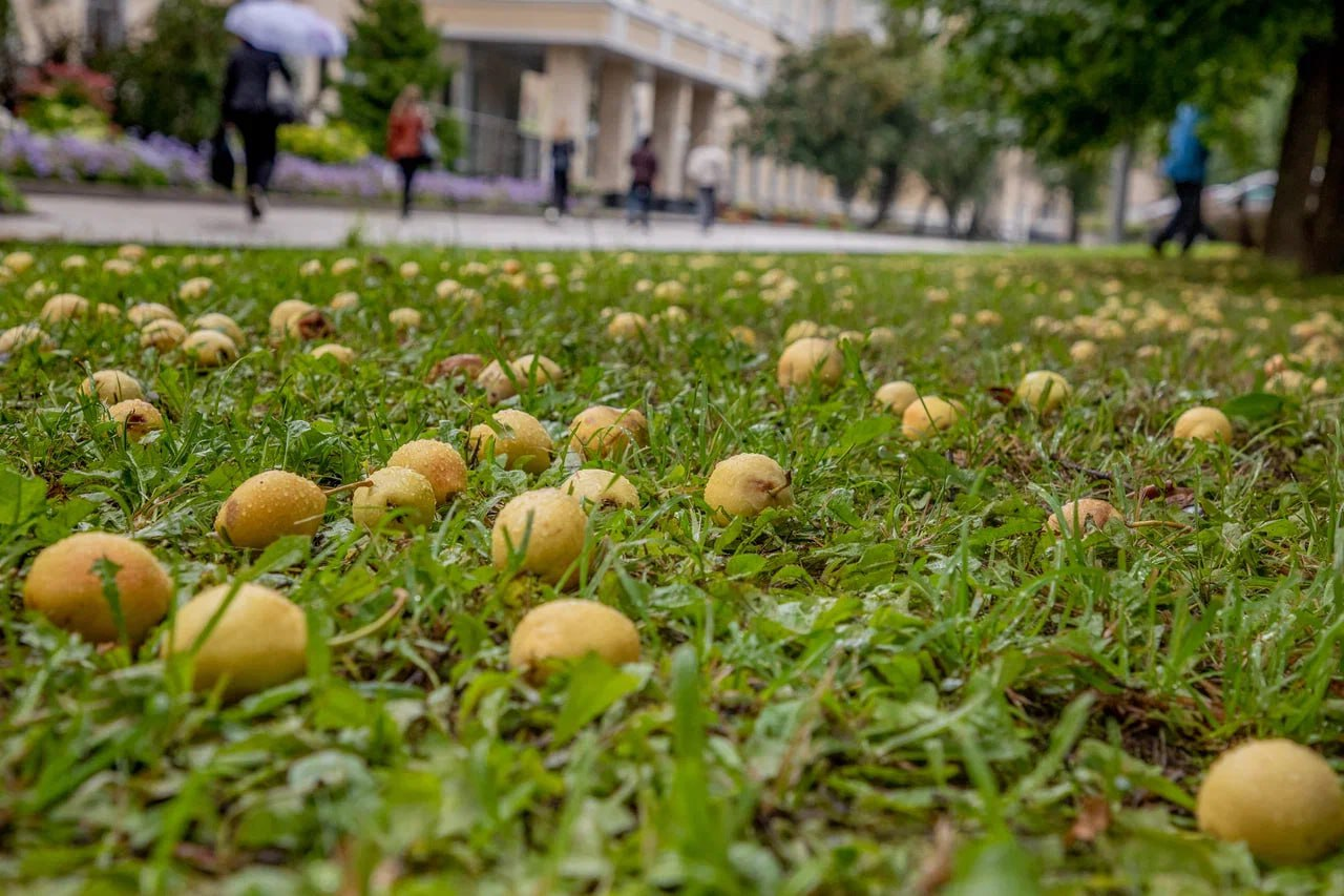 Груша у второго корпуса ННГУ. Кстати, съедобная 😊