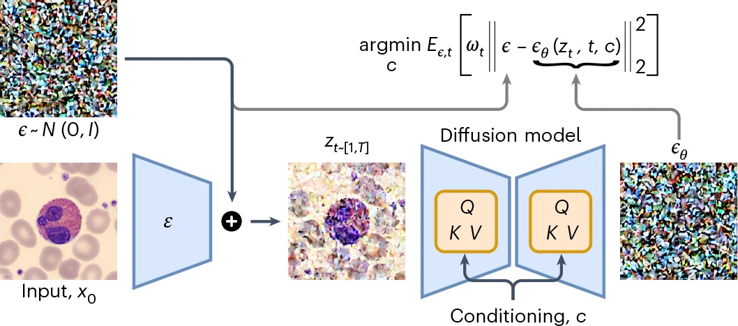 Искусственный интеллект и клетки крови - 2 Искусственный интеллект и клетки крови - 2