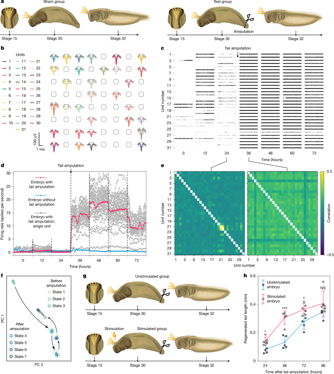 Регенерация хвостов у аксолотлей в группах со стимуляцией и без. Скорость отрастания хвоста в первой группе увеличена, кривые сближаются лишь на 4-й день регенерации