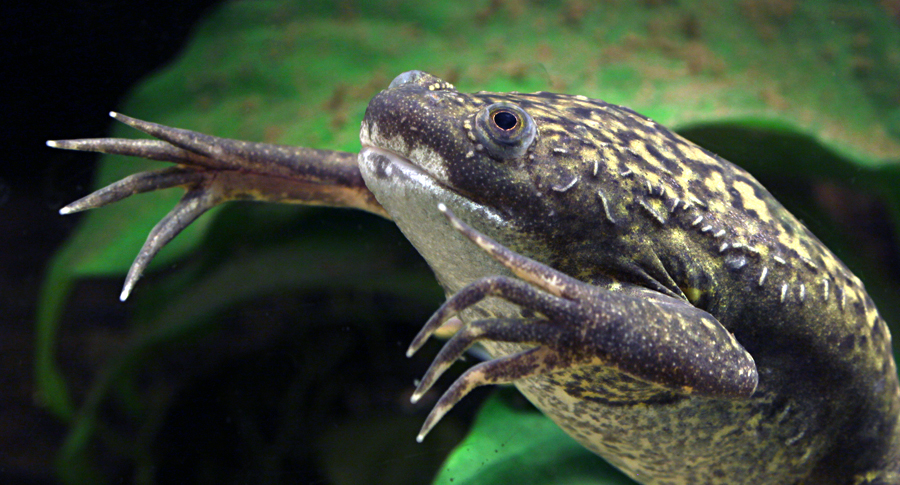 Киберэмбрионы. Как биомягкий нейроинтерфейс врастает в мозг еще до рождения - 5 Киберэмбрионы. Как биомягкий нейроинтерфейс врастает в мозг еще до рождения - 5