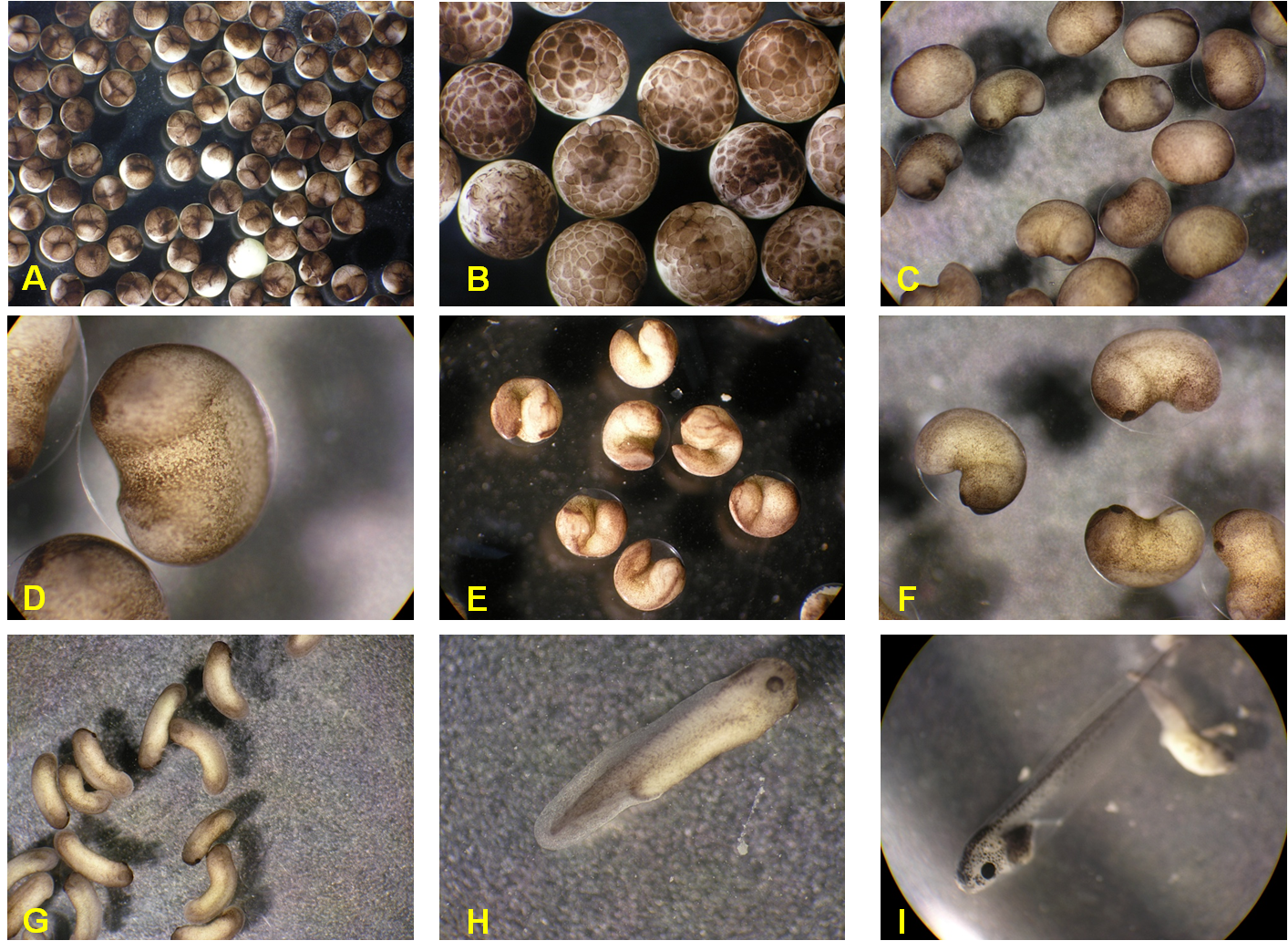 Шпорцевая лягушка и развитие ее потомства. Сорс