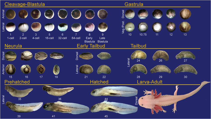 Киберэмбрионы. Как биомягкий нейроинтерфейс врастает в мозг еще до рождения - 8 Киберэмбрионы. Как биомягкий нейроинтерфейс врастает в мозг еще до рождения - 8