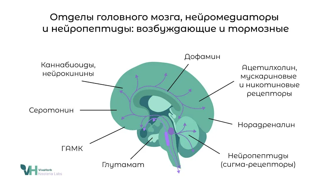 Змеиный яд, зарин и антидепрессанты - 3 Змеиный яд, зарин и антидепрессанты - 3