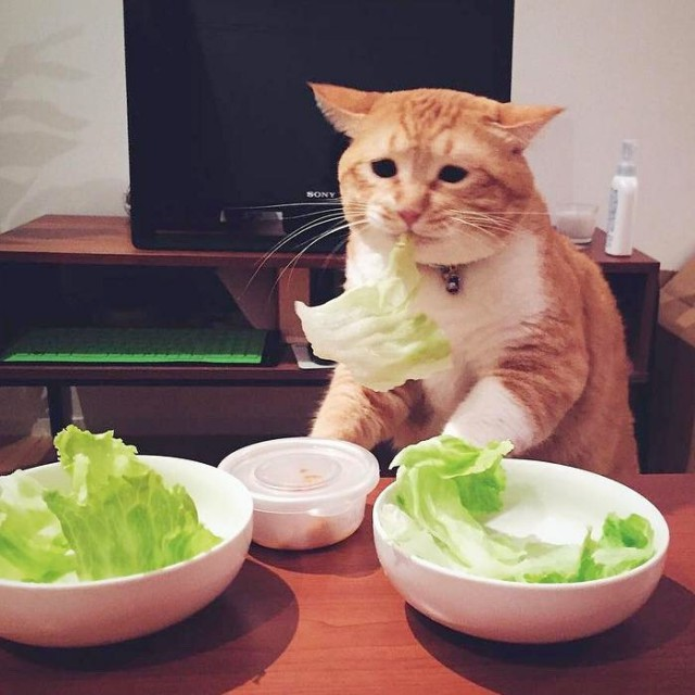 Как легко улучшить сон, питание и избавиться от стресса? Полное руководство по здоровому образу жизни с нуля - 4 Как легко улучшить сон, питание и избавиться от стресса? Полное руководство по здоровому образу жизни с нуля - 4