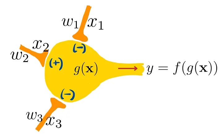 Аналог МП-нейрона как настоящего нейрона