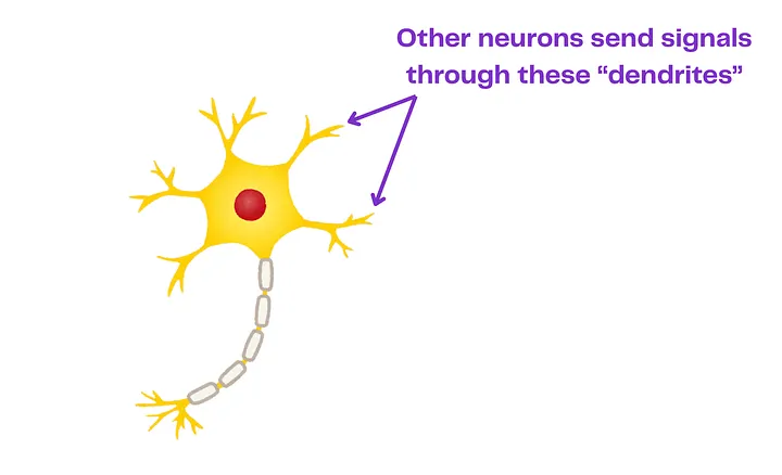Диаграмма работы нейрона