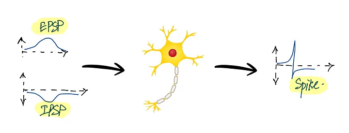 EPSP и IPSP: Нейрон в итоге либо выдаёт импульс, либо ничего не выдаёт