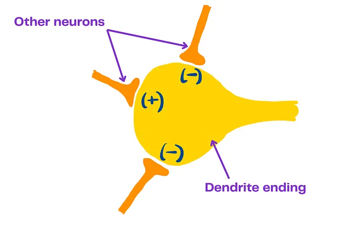 Другие нейроны могут быть подключены к окончаниям дендритов конкретного нейрона
