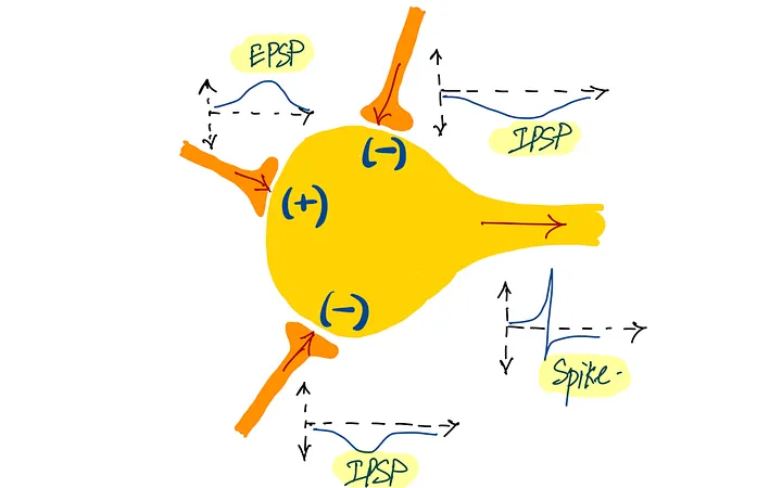 Схема возбуждающих и тормозящих сигналов