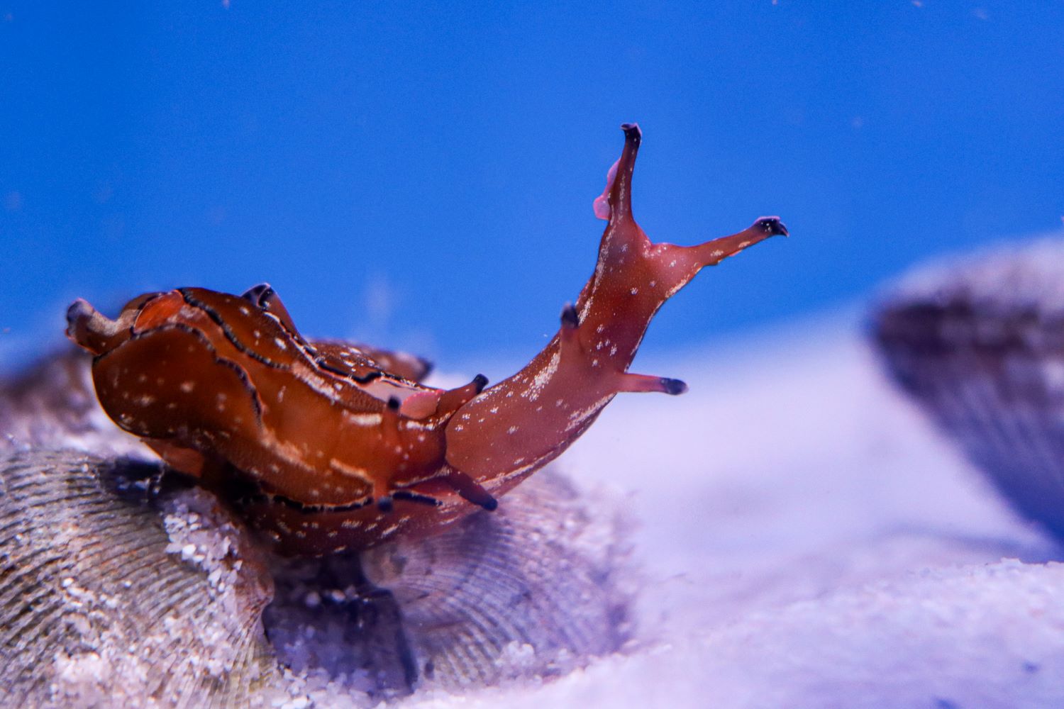 Математические основы рекуррентных нейросетей (детские вопросы и ответы, о которых не принято говорить) - 1