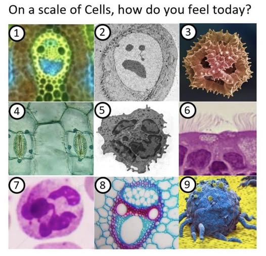 Правда и мифы об эволюции. Дарвинизм против креационизма. Деконструкция разумного замысла - 10 Правда и мифы об эволюции. Дарвинизм против креационизма. Деконструкция разумного замысла - 10