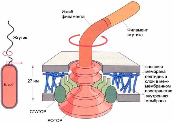 Устройство жгутика