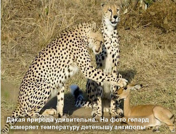 Правда и мифы об эволюции. Дарвинизм против креационизма. Деконструкция разумного замысла - 14 Правда и мифы об эволюции. Дарвинизм против креационизма. Деконструкция разумного замысла - 14