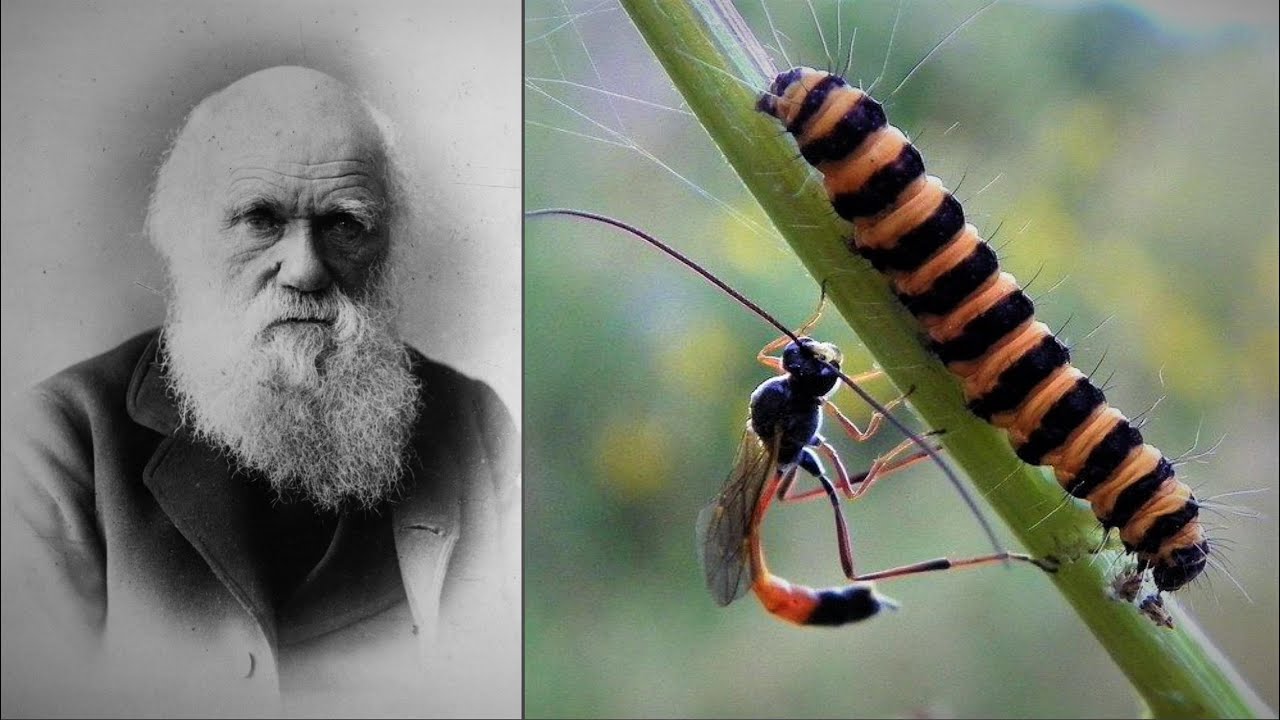 Дарвин возмущается поведением ихневмонид