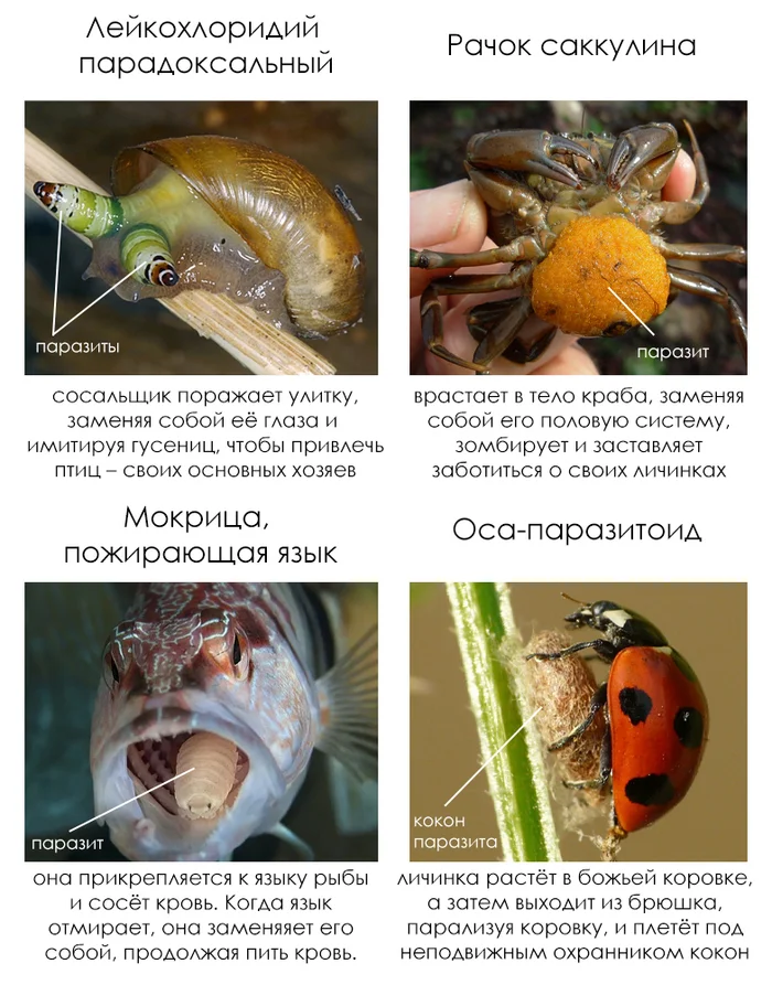 Правда и мифы об эволюции. Дарвинизм против креационизма. Деконструкция разумного замысла - 18 Правда и мифы об эволюции. Дарвинизм против креационизма. Деконструкция разумного замысла - 18