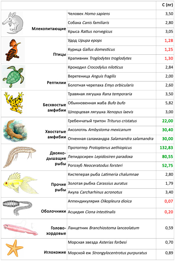 Сравнение размеров генома (С) в млрд нуклеотидов