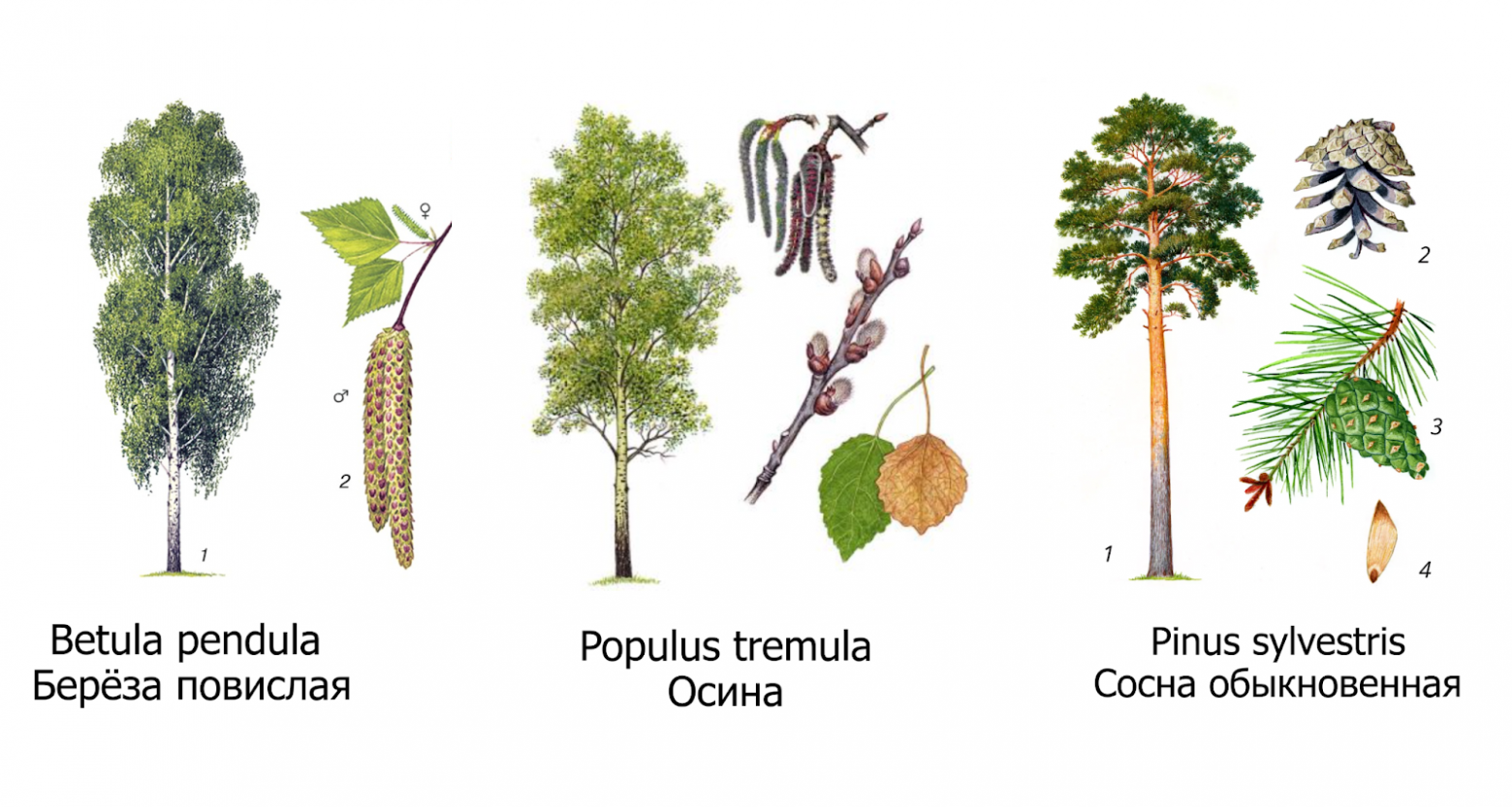 Рис. 5. Названия деревьев на латинском