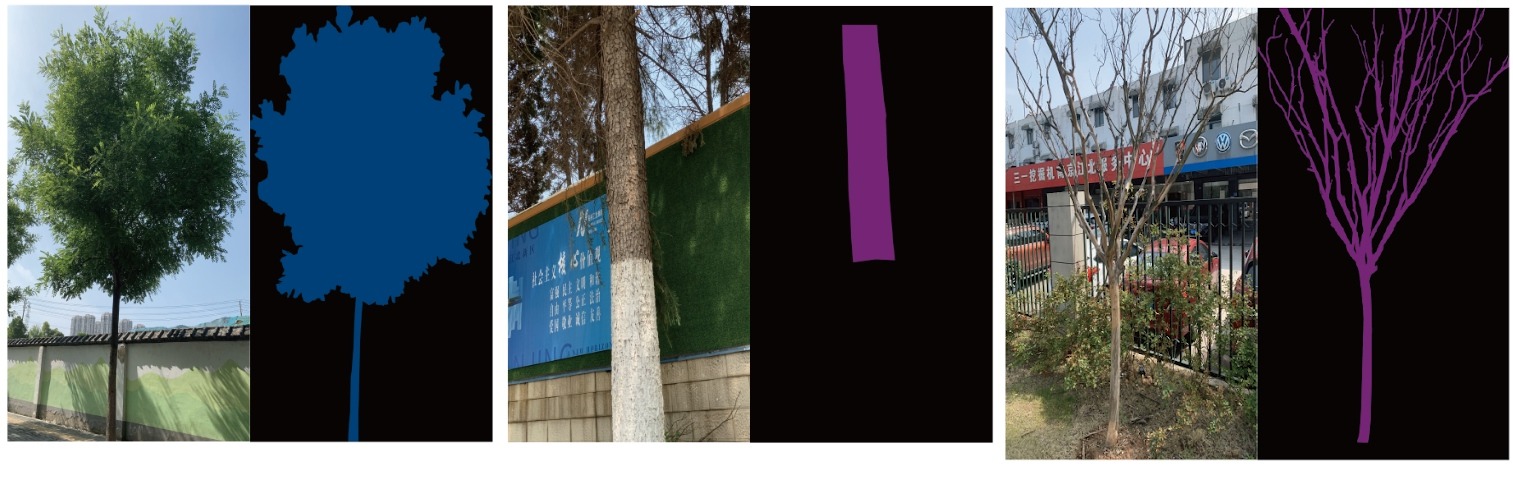 Рис 1. Примеры с датасета Urban Street Tree