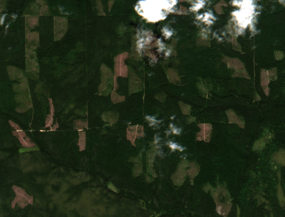 Рисунок 1. Фрагмент снимка Sentinel-2: визуальные признаки вырубок в летний период.