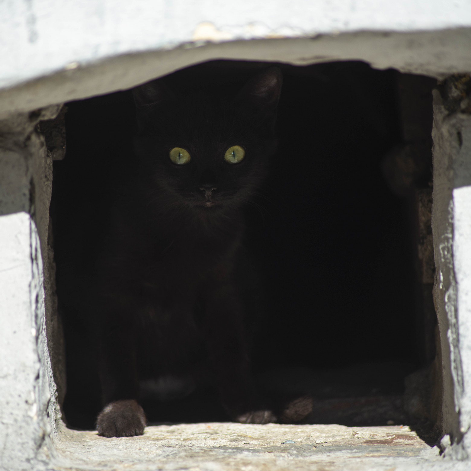 Кот Малевича