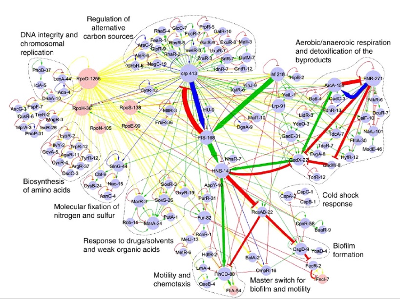 Обобщённая схема генной сети кишечной палочки.Зелёные стрелочки соответствуют активации генов, красные - подавлению их активности, жёлтые - активации сигма-факторов, синие - случаям взаимного влияния генов друг на друга. Взято из статьи "Functional organization of Escherichia Coli transcriptional regulatory network" в сентябрьском номере за 2008 год журнала Journal of Molecular Biology.  