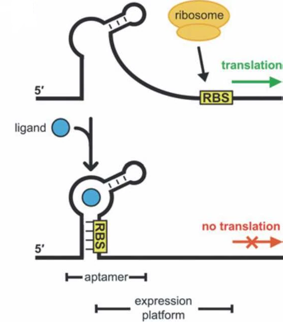 Схема работы рибопереключателя. При отсутствии в цитоплазме сигнальной молекулы (вверху), обозначенной голубым кружком, рибосома может прикрепиться к регуляторному участку иРНК и начать синтез соответствующего белка. При наличии сигнальной молекулы (внизу) она захватывается иРНК, в результате чего та меняет конфигурацию таким образом, что регуляторный участок оказывается связанным рибопереключателем, и синтез белка становится невозможным (скопипастено из Вики).