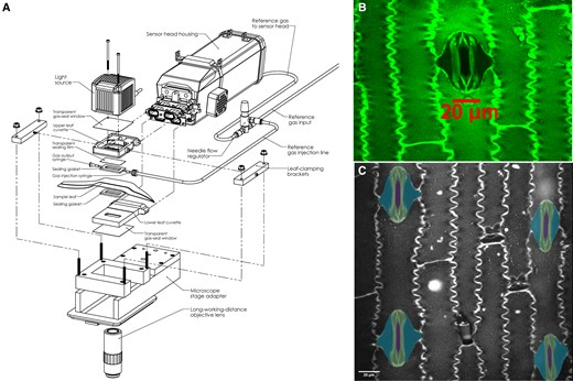 Новый инструмент на основе ML для анализа дыхания растений - 3 Новый инструмент на основе ML для анализа дыхания растений - 3