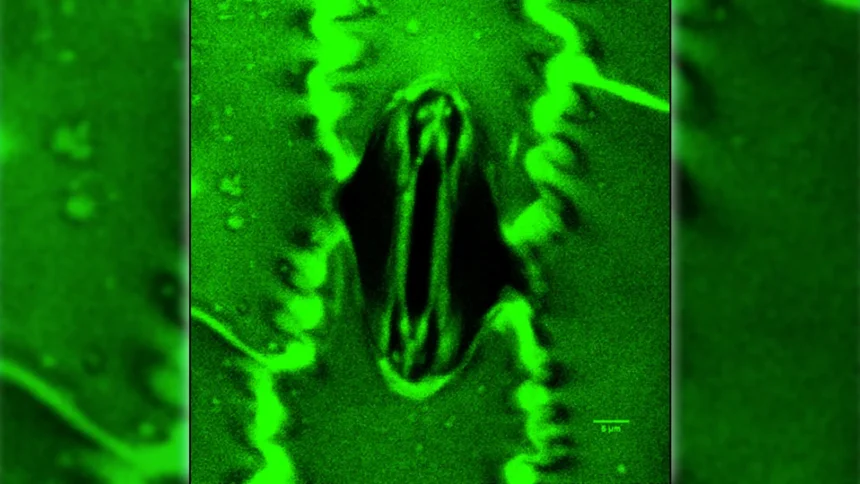 Новый инструмент на основе ML для анализа дыхания растений - 1 Новый инструмент на основе ML для анализа дыхания растений - 1
