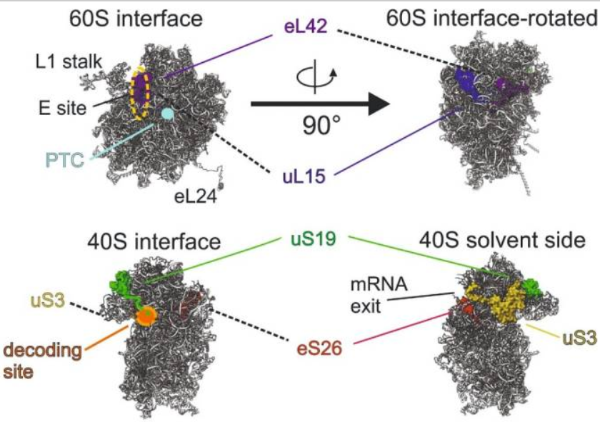 Графическое изображение рибосомы — огромной белковой структуры, в клетке отвечающей за важнейший процесс — синтез белков по молекуле мРНК. Взято из моей статьи: doi: 10.3390/ijms241411458. Эту вермишелину можно вращать, приближать, разглядывать, но насколько в сущности эта картинка отображает действительность? Да нинасколько, а то и того меньше.