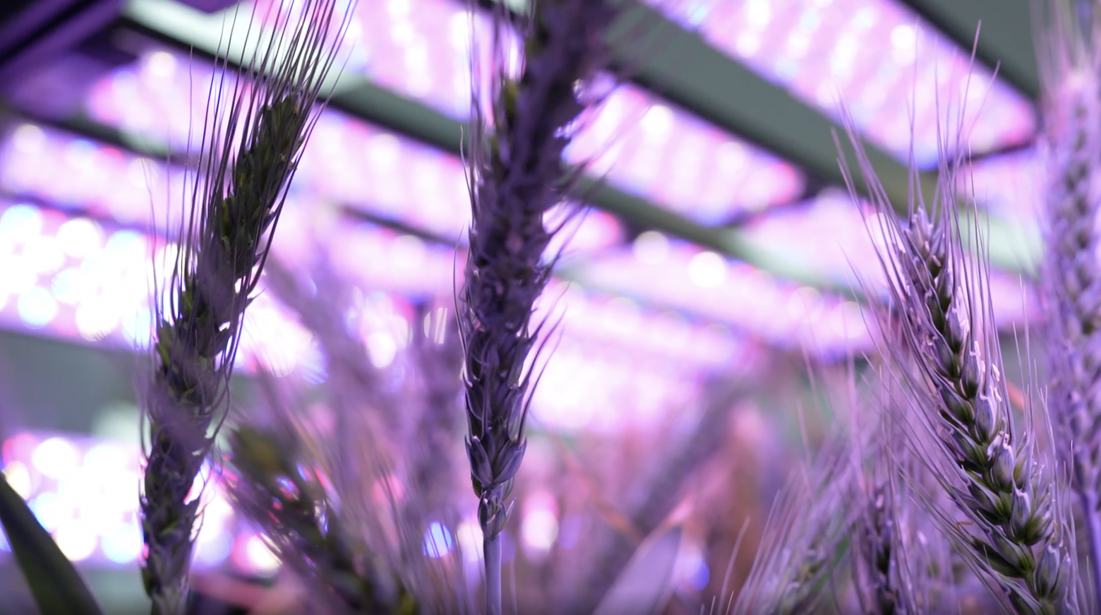 На IV Форуме будущих технологий обсудили нацпроект по биоэкономике: от «стоимости калории» до фотонных сопроцессоров - 3