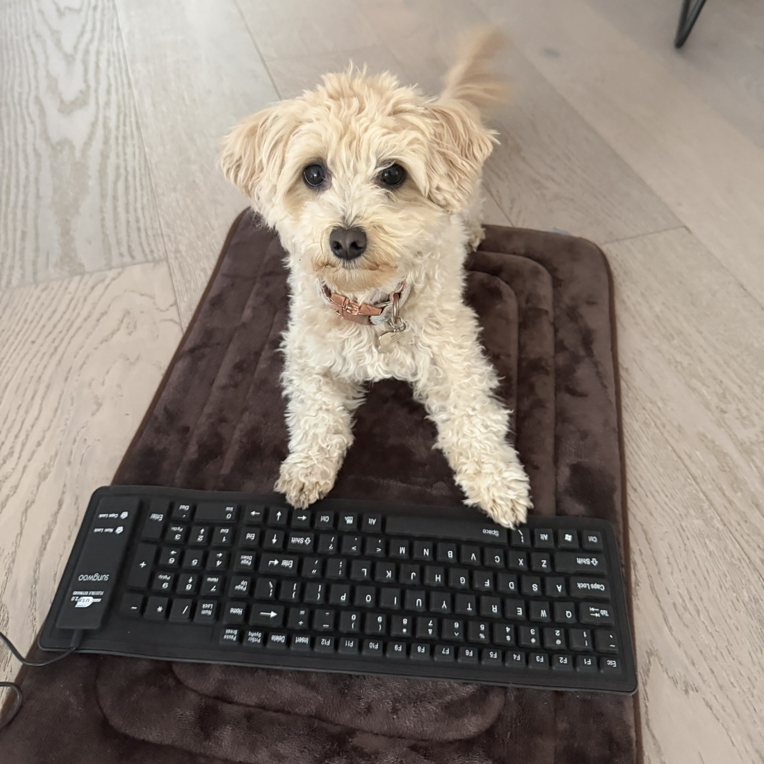 Я научил свою собаку играть в Vibe Code Games - 4 Я научил свою собаку играть в Vibe Code Games - 4