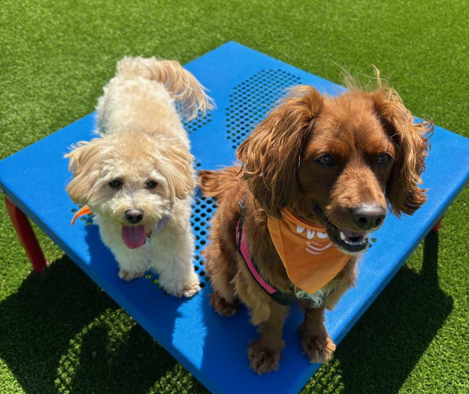 Я научил свою собаку играть в Vibe Code Games - 8 Я научил свою собаку играть в Vibe Code Games - 8