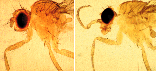 Ноги на голове — зрелищный пример мутации у дрозофил, вызванной нарушением работы hox-генов, определяющих «карту тела»
